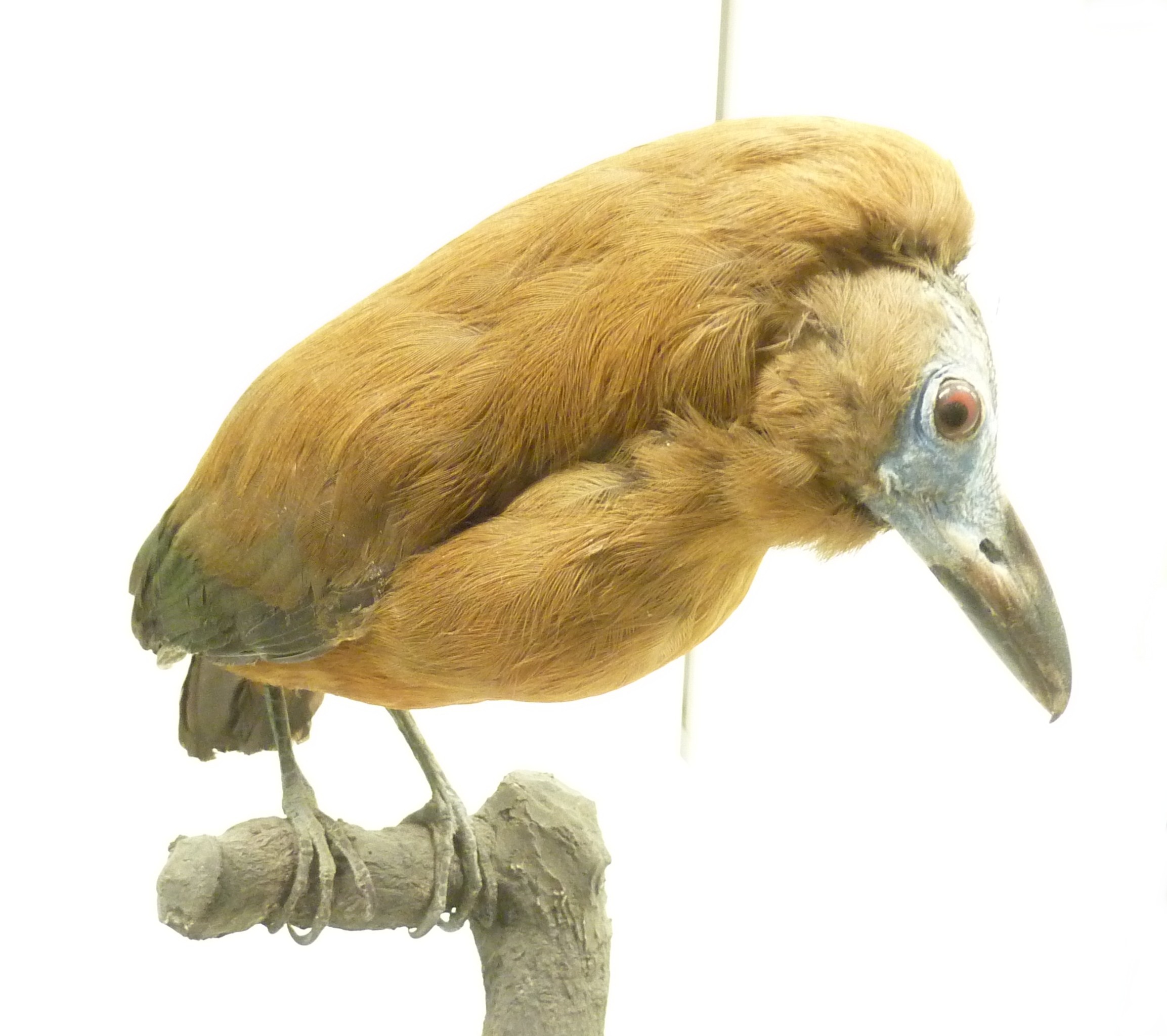 Perissocephalus tricolor