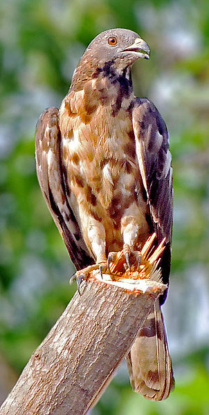 Pernis ptilorhynchus
