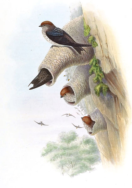 Petrochelidon fluvicola
