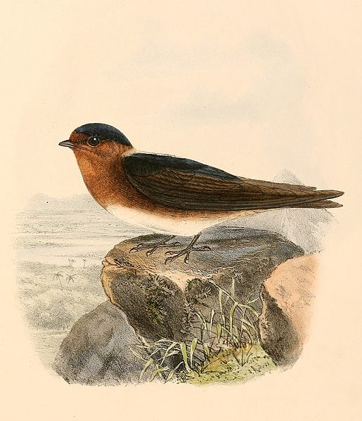 Petrochelidon fulva