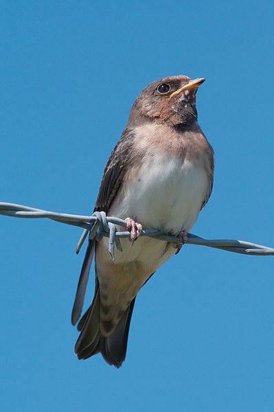 Petrochelidon pyrrhonota
