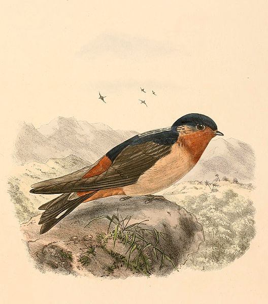 Petrochelidon rufigula
