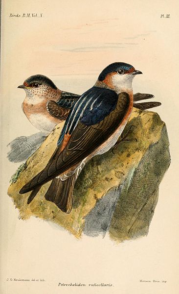 Petrochelidon rufocollaris