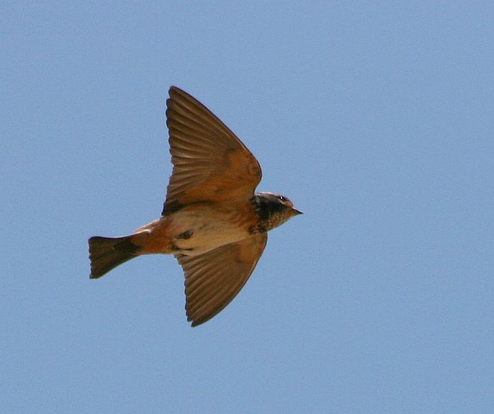 Petrochelidon spilodera