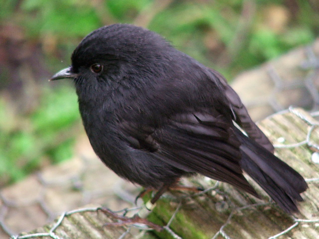 Petirrojo negro de Chatham