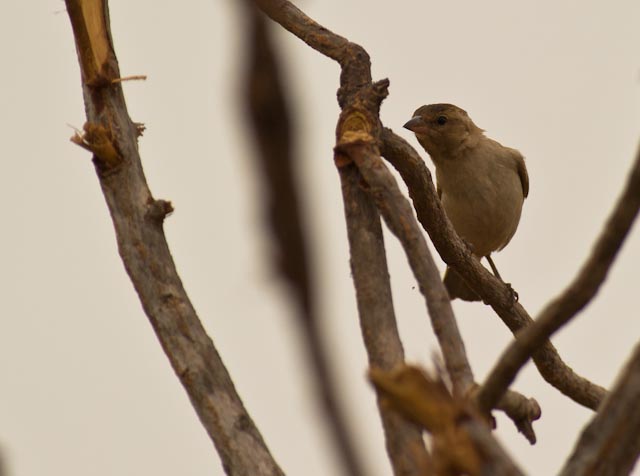 Petronia dentata