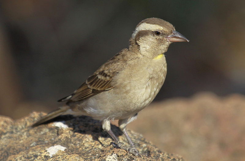 Petronia superciliaris