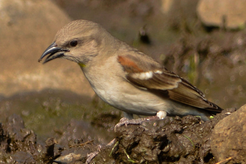 Petronia xanthocollis