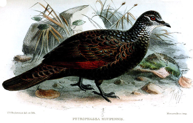 Petrophassa rufipennis