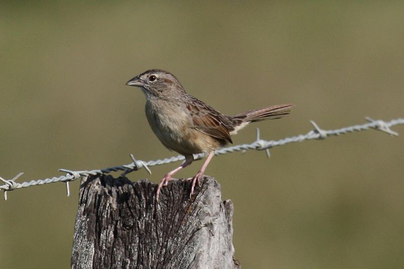 Peucaea botterii