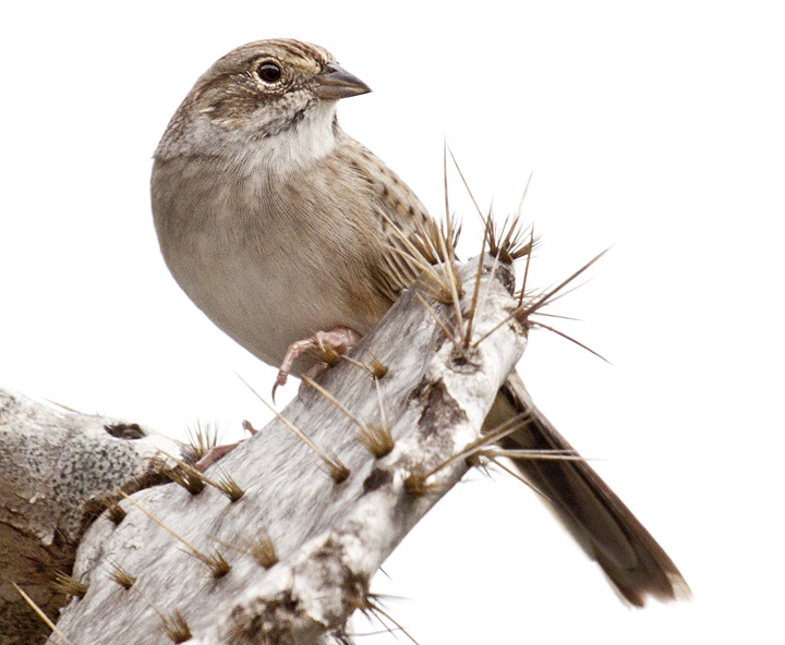 Peucaea cassinii