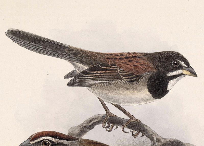 Peucaea humeralis