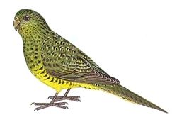 Pezoporus occidentalis