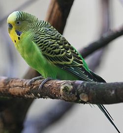 Pezoporus wallicus