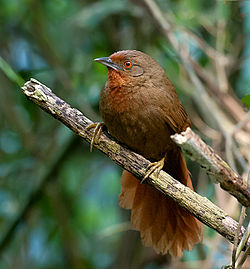 Phacellodomus erythrophthalmus