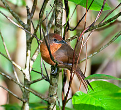 Phacellodomus ferrugineigula