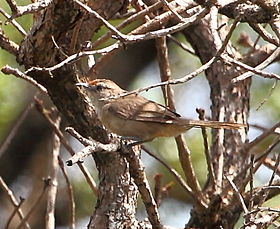 Phacellodomus rufifrons