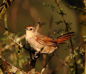 Phacellodomus sibilatrix