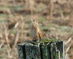 Phacellodomus striaticollis
