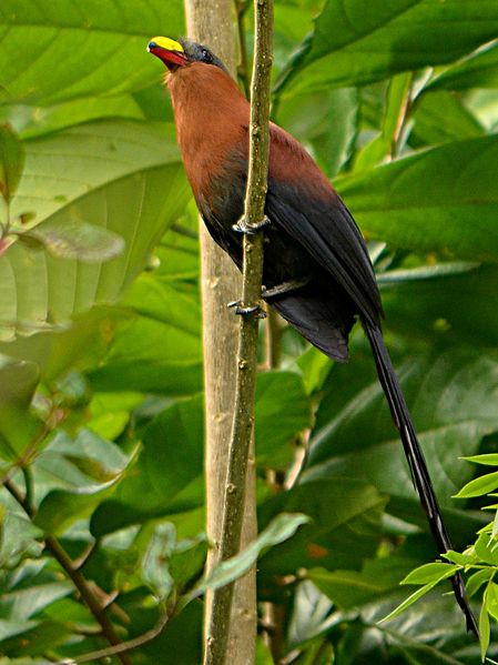 Phaenicophaeus calyorhynchus