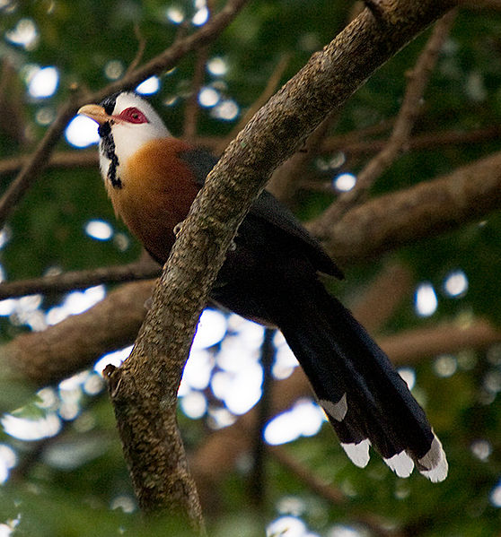 Phaenicophaeus cumingi