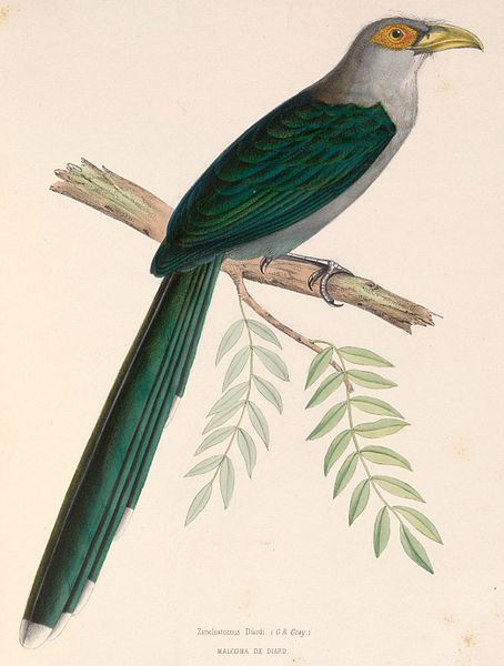 Phaenicophaeus diardi