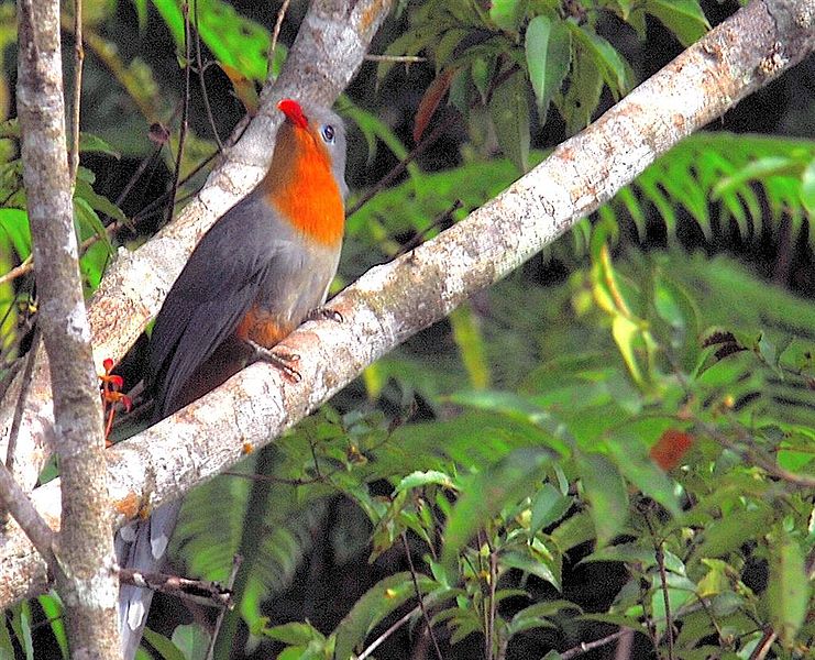 Phaenicophaeus javanicus