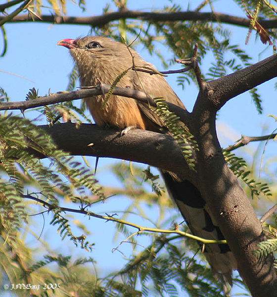 Phaenicophaeus leschenaultii