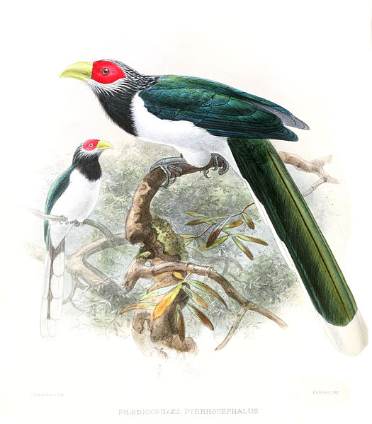 Phaenicophaeus pyrrhocephalus