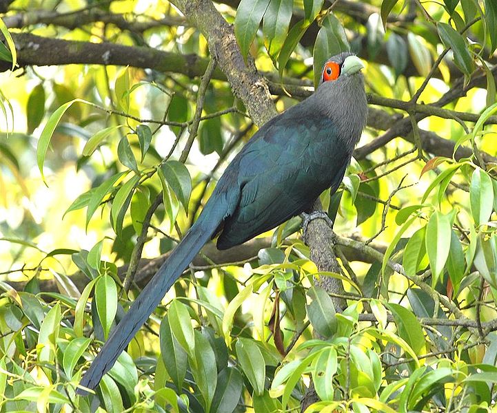 Phaenicophaeus sumatranus