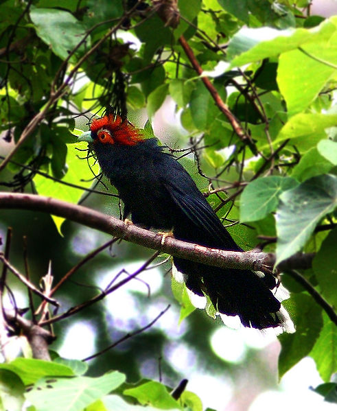 Phaenicophaeus superciliosus