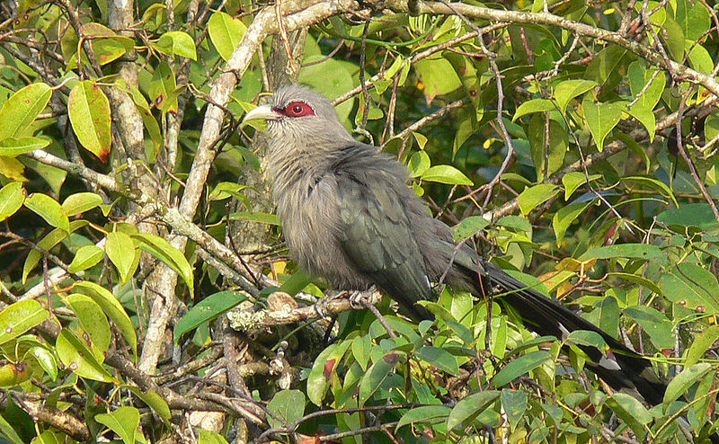 Phaenicophaeus tristis