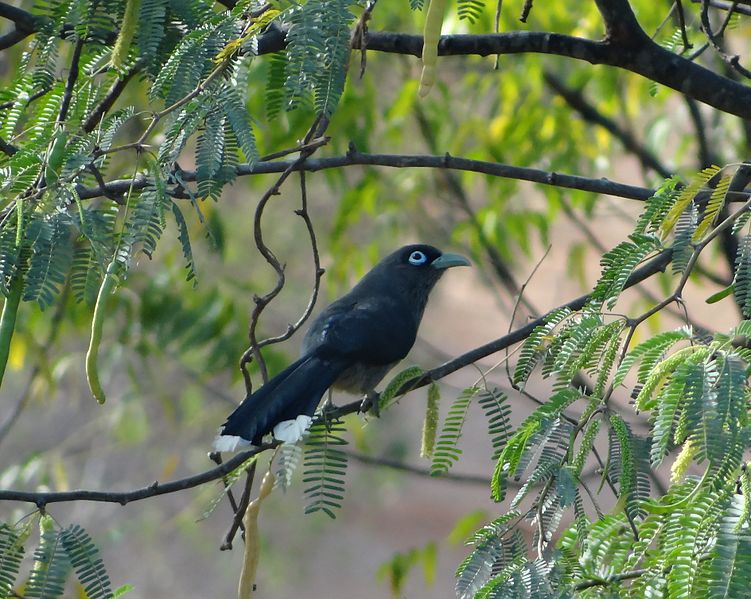 Phaenicophaeus viridirostris