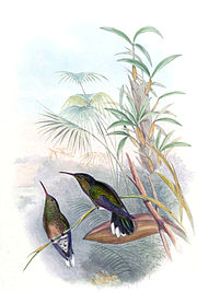 Phaeochroa cuvierii