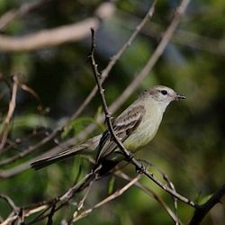 Phaeomyias murina