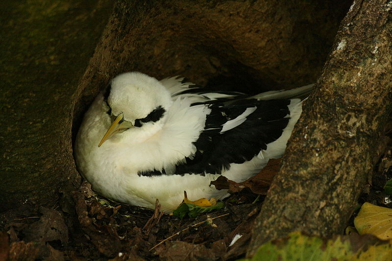 Phaethon lepturus