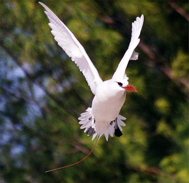 Phaethon rubricauda