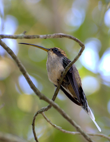 Phaethornis eurynome