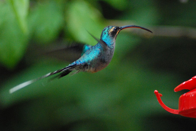 Phaethornis guy