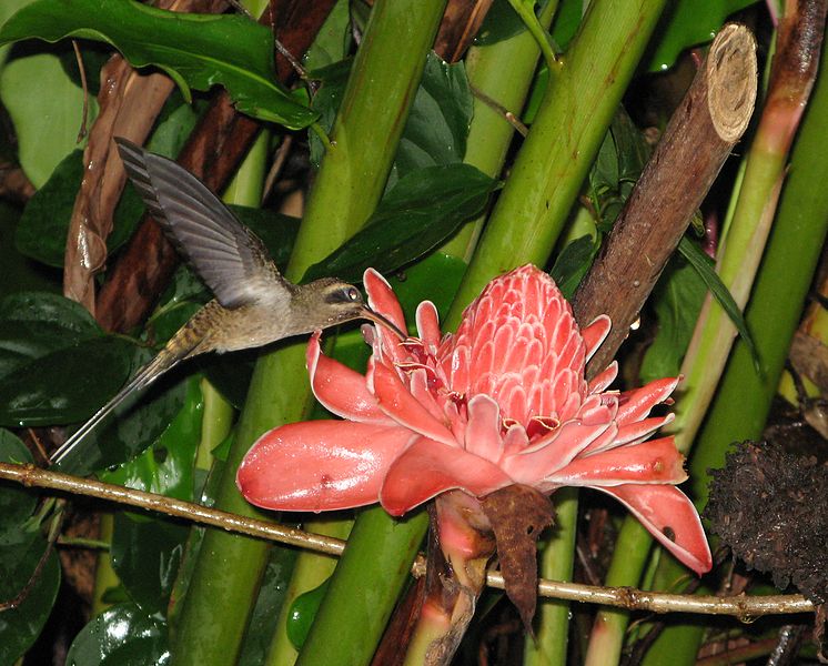 Phaethornis longirostris