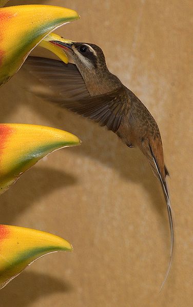 Phaethornis pretrei