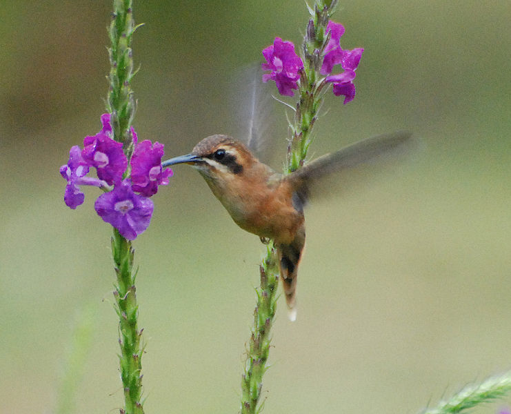 Phaethornis striigularis