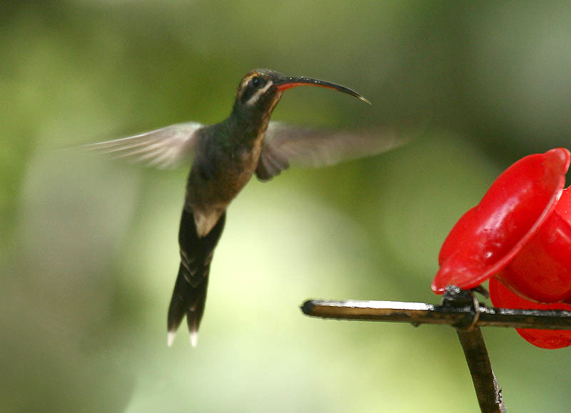 Phaethornis yaruqui