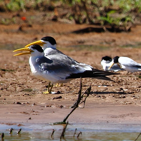 Phaetusa simplex