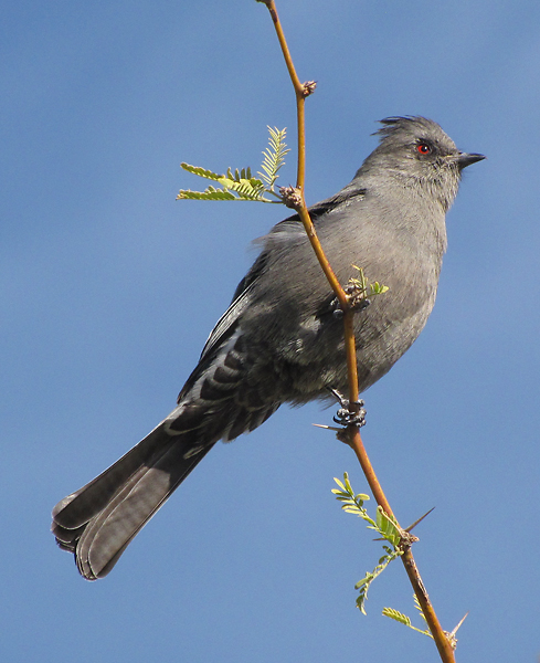 Phainopepla nitens