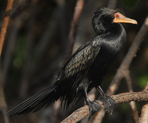 Phalacrocorax africanus