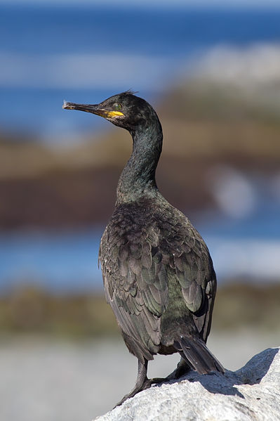 Phalacrocorax aristotelis