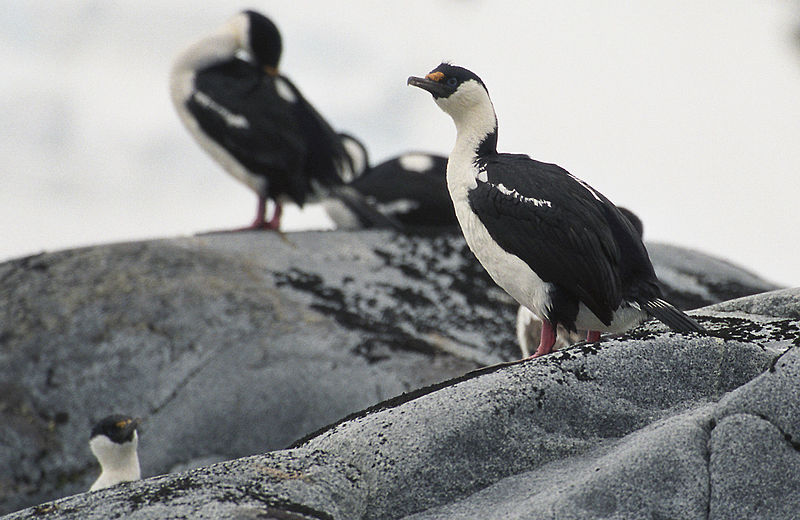 Phalacrocorax atriceps