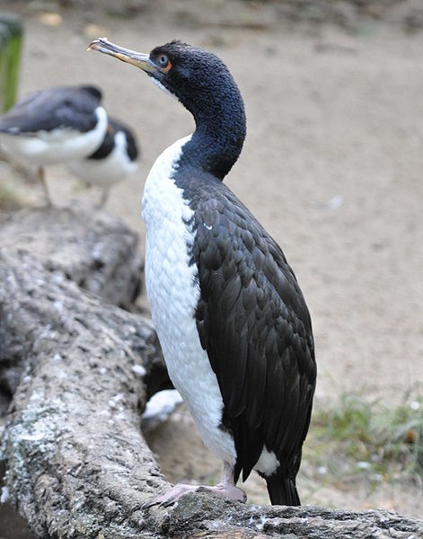 Phalacrocorax bougainvillii