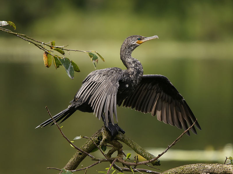 Phalacrocorax brasilianus